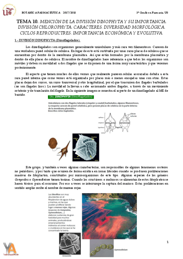 Miniatura del documento TEMA 10 DIVISIÓN DINOPHYTA Y CHLOROPHYTA.pdf