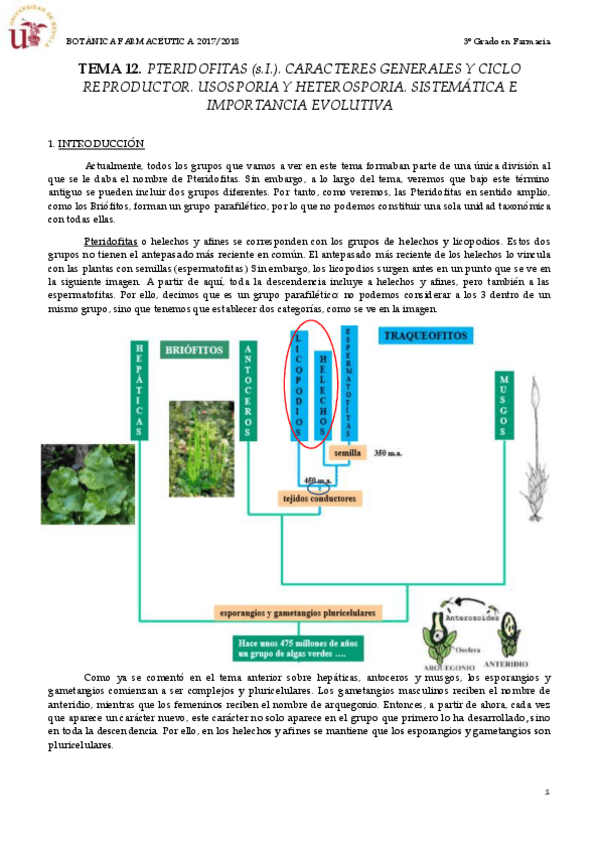 Miniatura del documento TEMA 12 PTERIDOFITOS.pdf