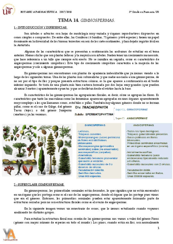 Miniatura del documento TEMA 14 GIMNOSPERMAS.pdf
