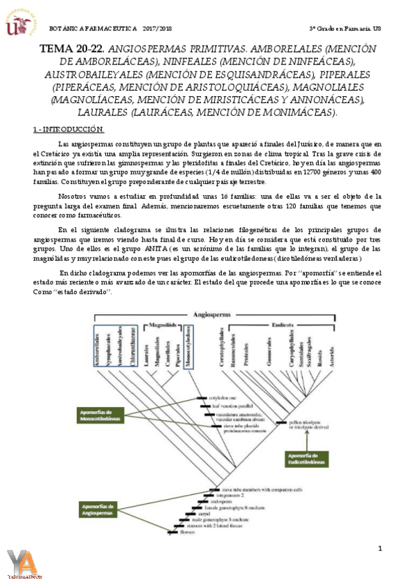 Miniatura del documento TEMA 20-22 ANGIOSPERMAS PRIMITIVAS.pdf