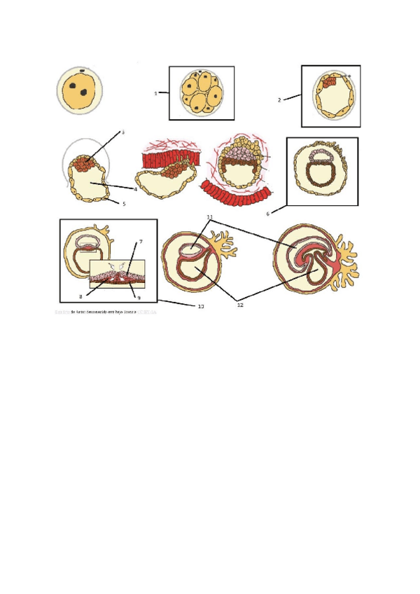 Miniatura del documento Pregunta-embriologia-examen-final.pdf