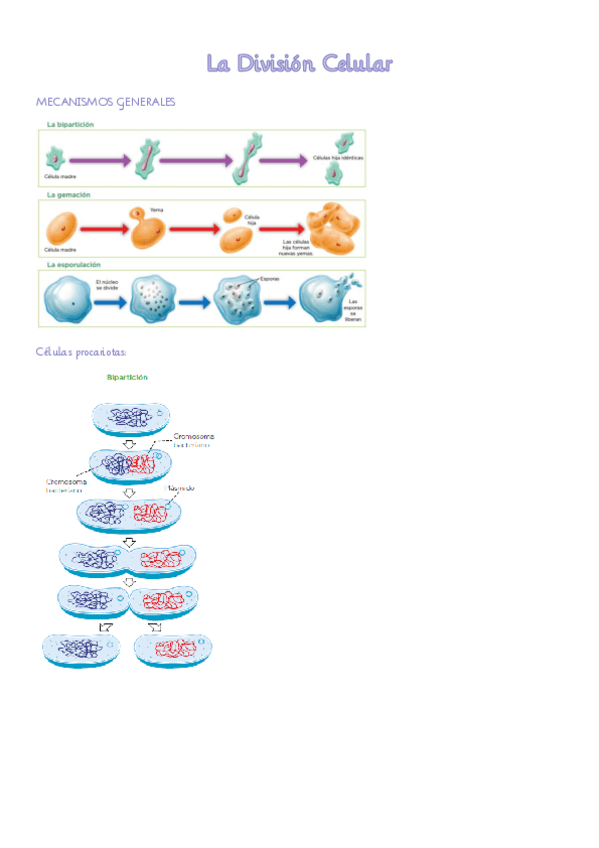 Miniatura del documento La-Division-Celular-esquemas.pdf