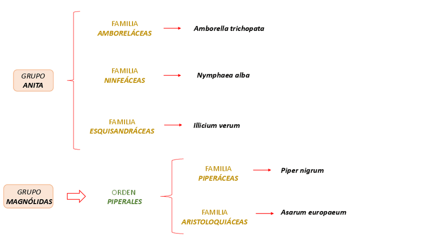 Miniatura del documento esquemas familias botánica (1).pdf