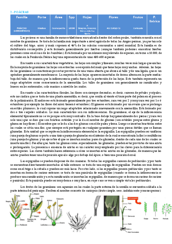 Miniatura del documento poáceas 2.pdf