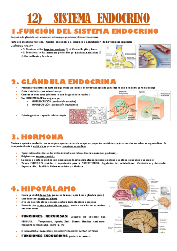 Miniatura del documento anatomia-T12.sistema-endocrino.pdf