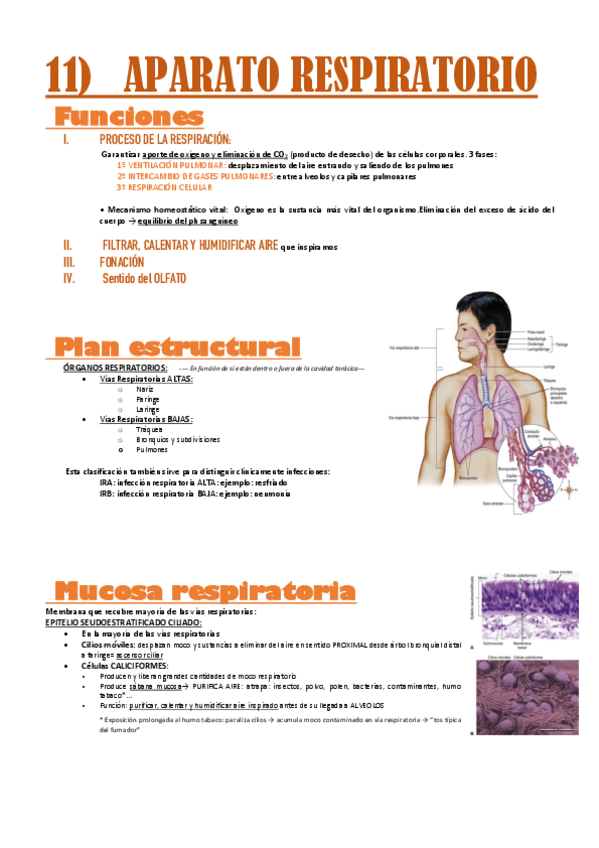 Miniatura del documento anatomia-T11.aparato-respiratorio.pdf