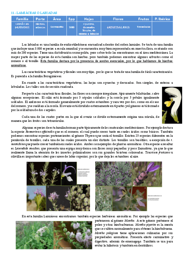 Miniatura del documento labiadas.pdf