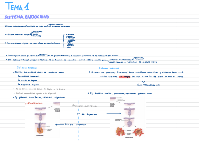 Miniatura del documento Tema-1-Introduccion-A-La-Endocrinologia.pdf