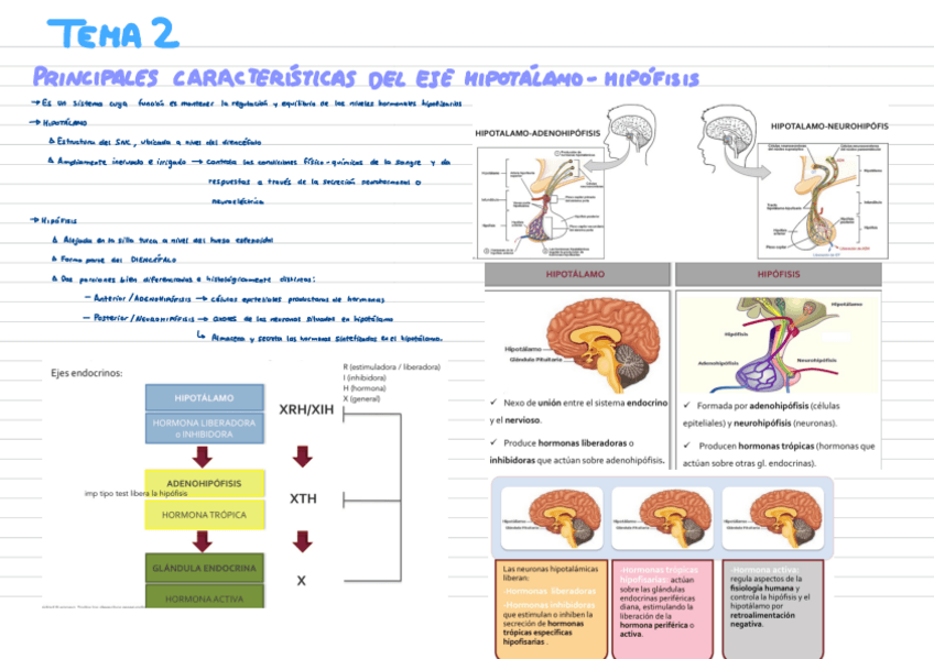 Miniatura del documento Tema-2-El-Eje-Hipotalamo-Hipofisis.pdf