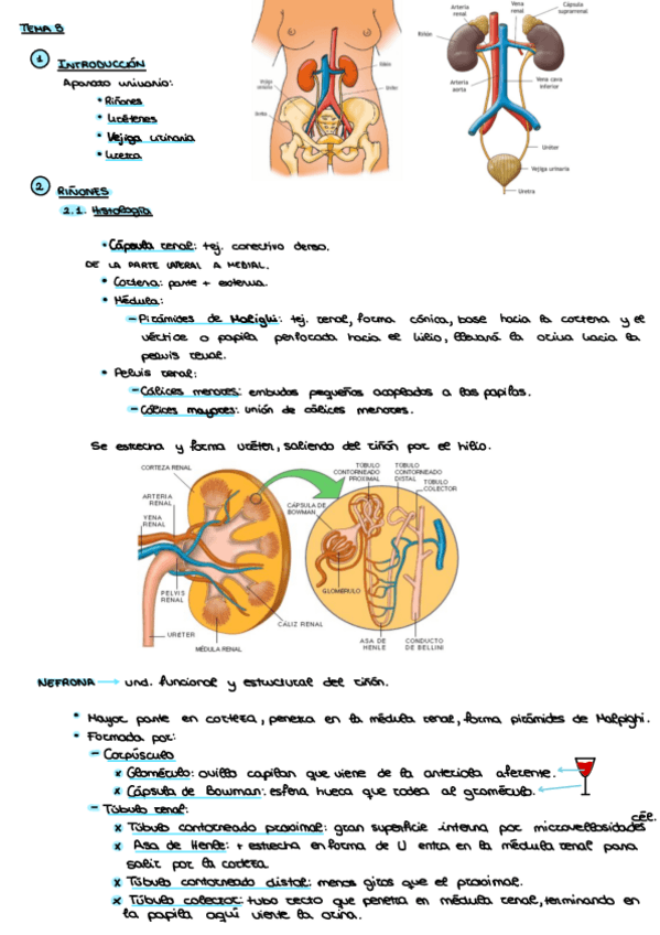 Miniatura del documento Sistema-Urinario.pdf