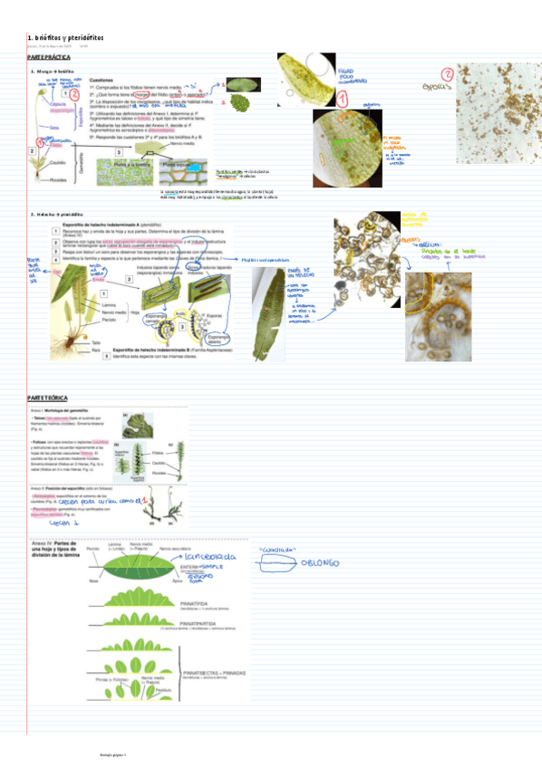 Miniatura del documento apuntes-laboratorios.pdf