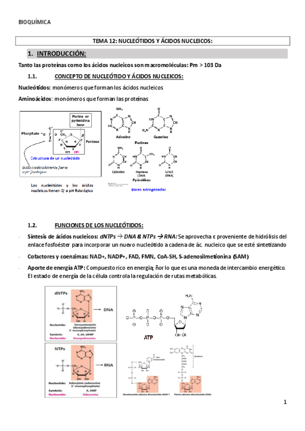 Miniatura del documento TEMA-12-NUCLEOTIDOS-Y-ACIDOS-NUCLEICOS.pdf