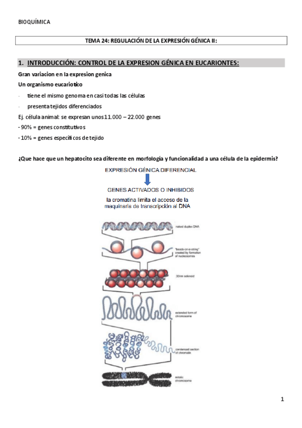 Miniatura del documento TEMA-24REGULACION-DE-LA-EXPRESION-GENICA-II.pdf
