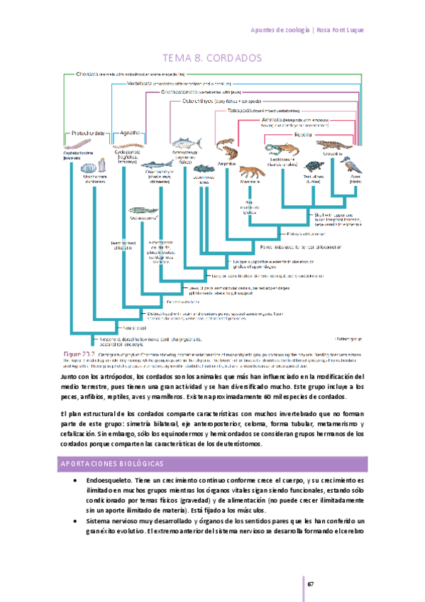 Miniatura del documento tema-8-cordados.pdf
