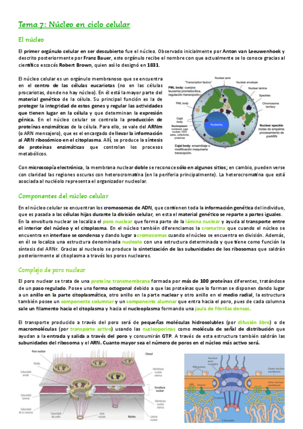 Miniatura del documento Tema-7.-El-nucleo.pdf