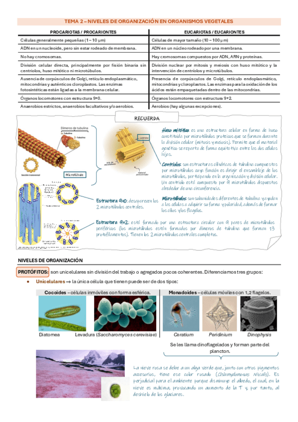 Miniatura del documento T2.-Niveles-de-organizacion-en-organismos-vegetales.pdf
