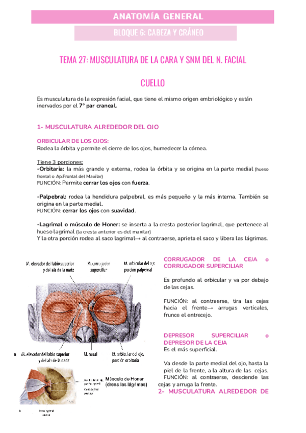Miniatura del documento TEMA-27-MUSCULATURA-DE-LA-CARA-Y-SNM-DEL-N.pdf