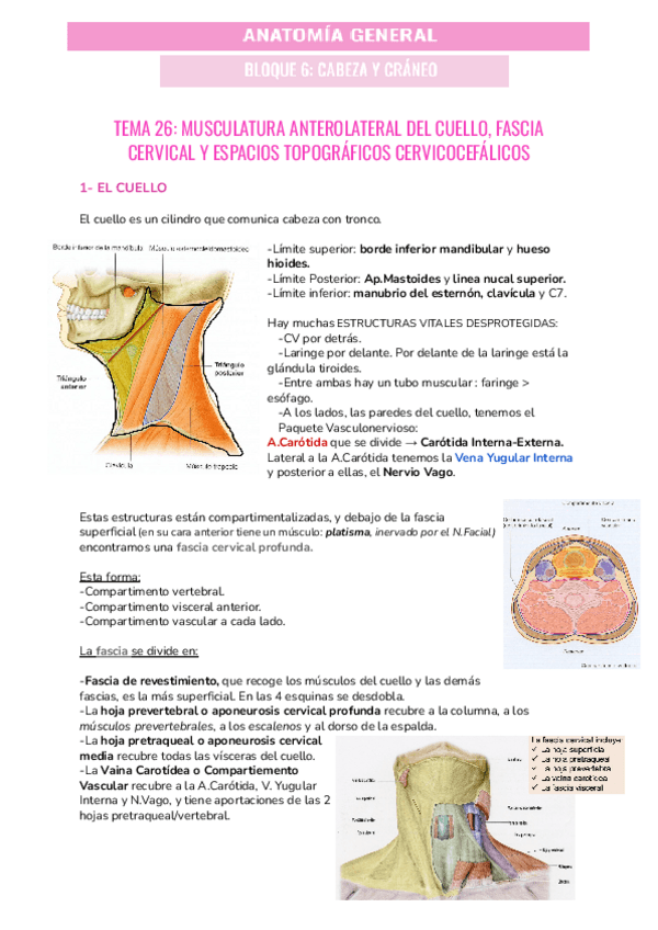 Miniatura del documento TEMA-26-MUSCULATURA-ANTEROLATERAL-DEL-CUELLO-FASCIA-CERVICAL-Y-ESPACIOS-TOPOGRAFICOS-CERVICOCEFALICOS.pdf