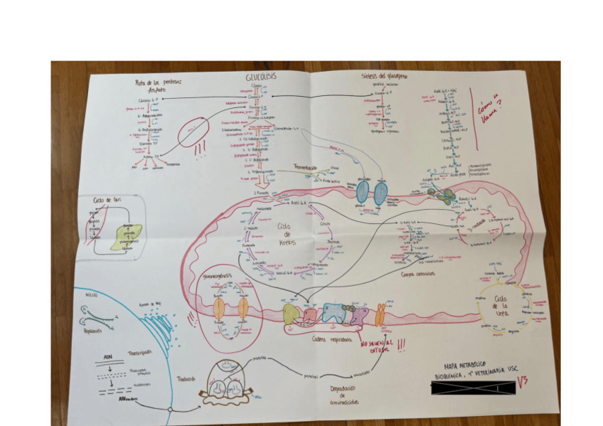 Miniatura del documento mapa-metabolico.pdf