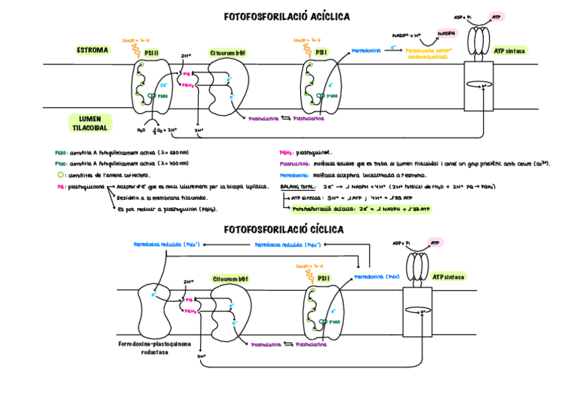 Miniatura del documento RESUM-CICLES-FISIO-VEGETAL-2023-24.pdf