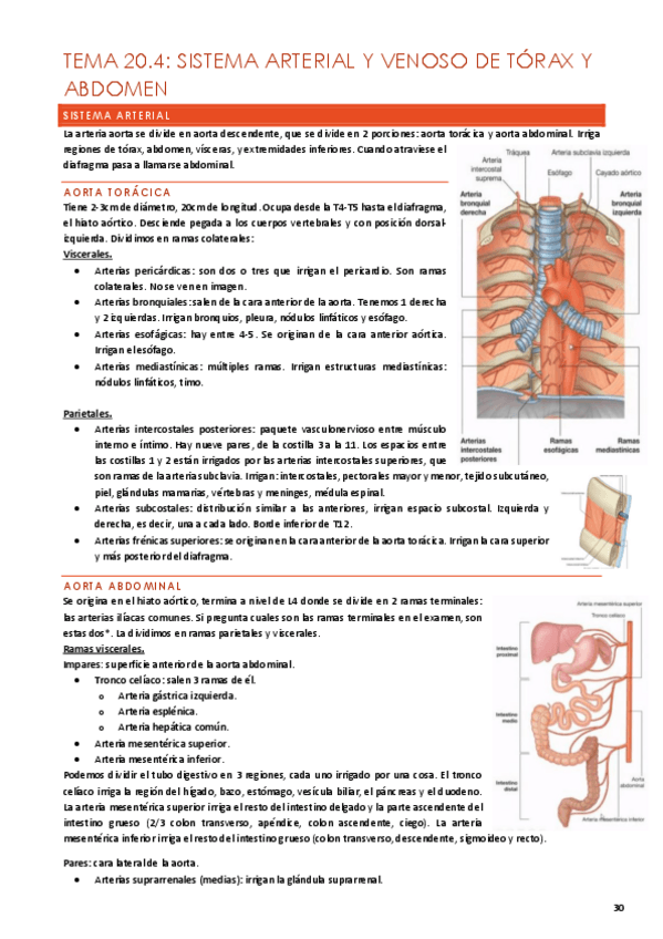 Miniatura del documento anatomia-t20.4.pdf