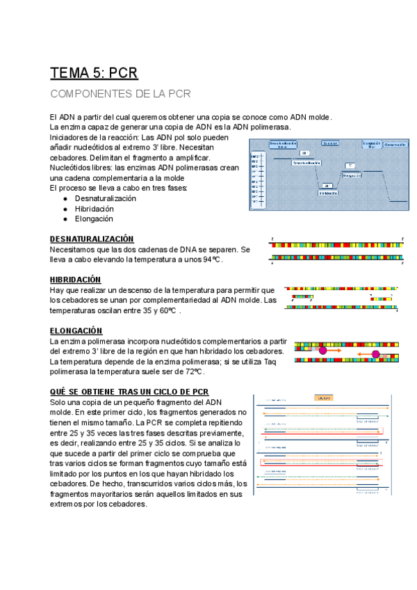 Miniatura del documento TEMA-5-PCR.pdf