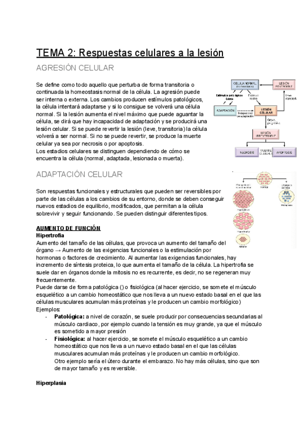 Miniatura del documento TEMA-2-Respuestas-celulares-a-la-lesion.pdf