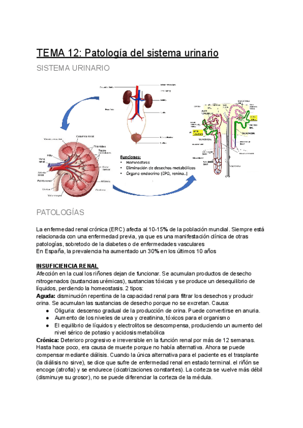 Miniatura del documento TEMA-12-Patologia-del-sistema-urinario.pdf