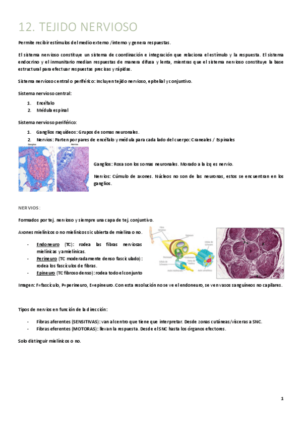 Miniatura del documento T12.-Nervioso.pdf