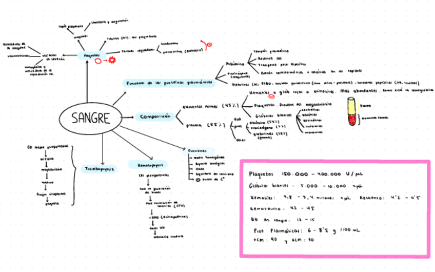 Miniatura del documento Resumen sangre y hemostasia.pdf