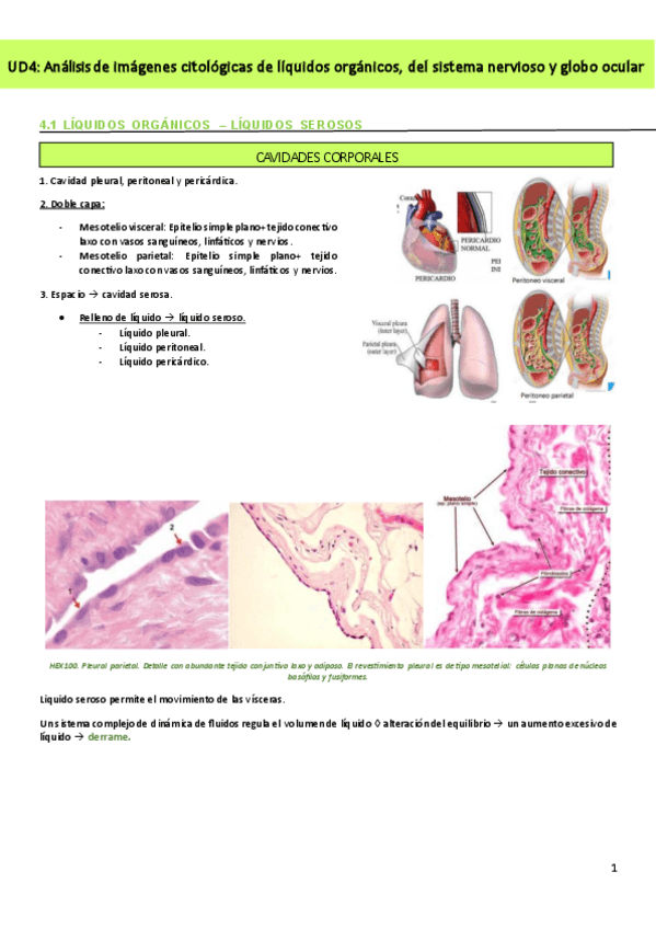 Miniatura del documento UD4-Analisis-de-imagenes-citologicas-de-liquidos-organicos-del-sistema-nervioso-y-globo-ocular.pdf
