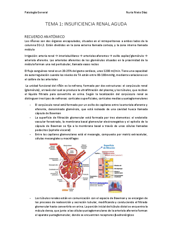 Miniatura del documento TEMA 1 - Insuficiencia renal aguda.pdf