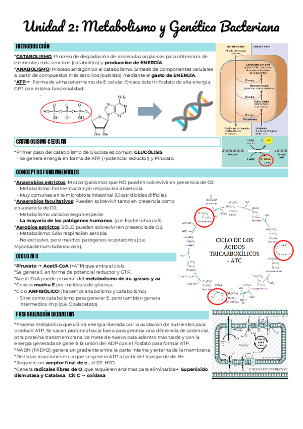 Miniatura del documento Unidad-2-Metabolismo-y-Genetica-Bacteriana.pdf