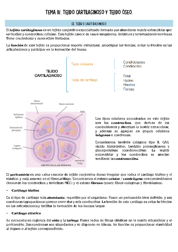 Miniatura del documento histopatologia-T4.pdf