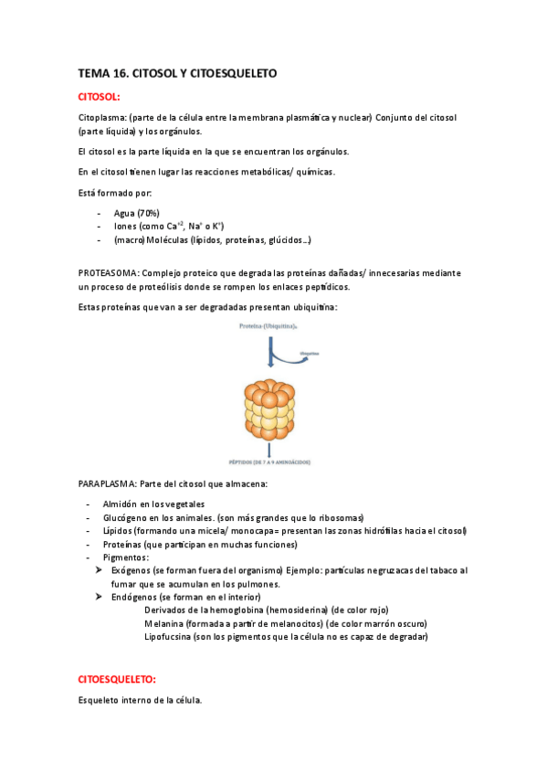 Miniatura del documento tema-16-citosol-y-citoesqueleto.pdf