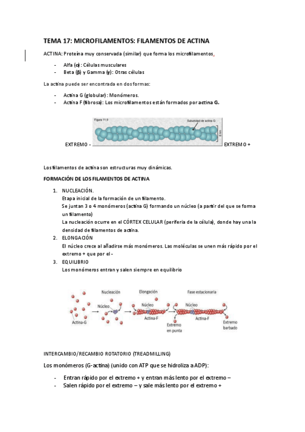 Miniatura del documento tema-17-microfilamentos-filamentos-de-actina.pdf