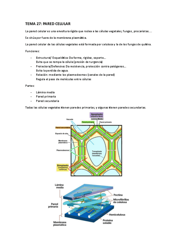 Miniatura del documento tema-27-pared-celular.pdf