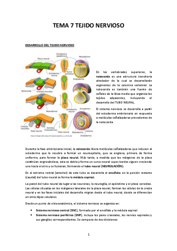 Miniatura del documento TEMA-7-TEJIDO-NERVIOSO.pdf