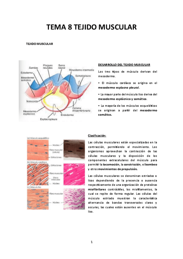 Miniatura del documento Tema-8-Tejido-muscular.pdf