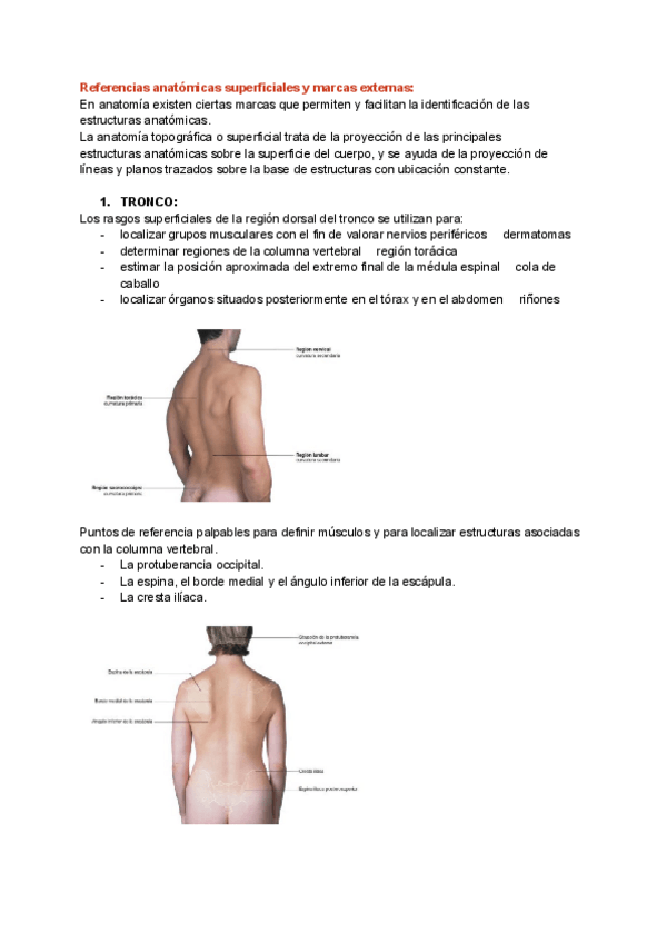 Miniatura del documento Referencias-anatomicas-superficiales-y-marcas-externas-1.pdf