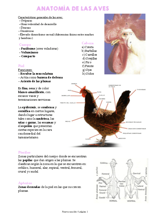 Miniatura del documento AVES.pdf
