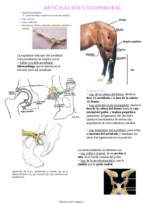 Miniatura del documento Miembro-pelviano.pdf