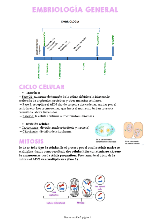 Miniatura del documento Embriologia.-apuntes.pdf