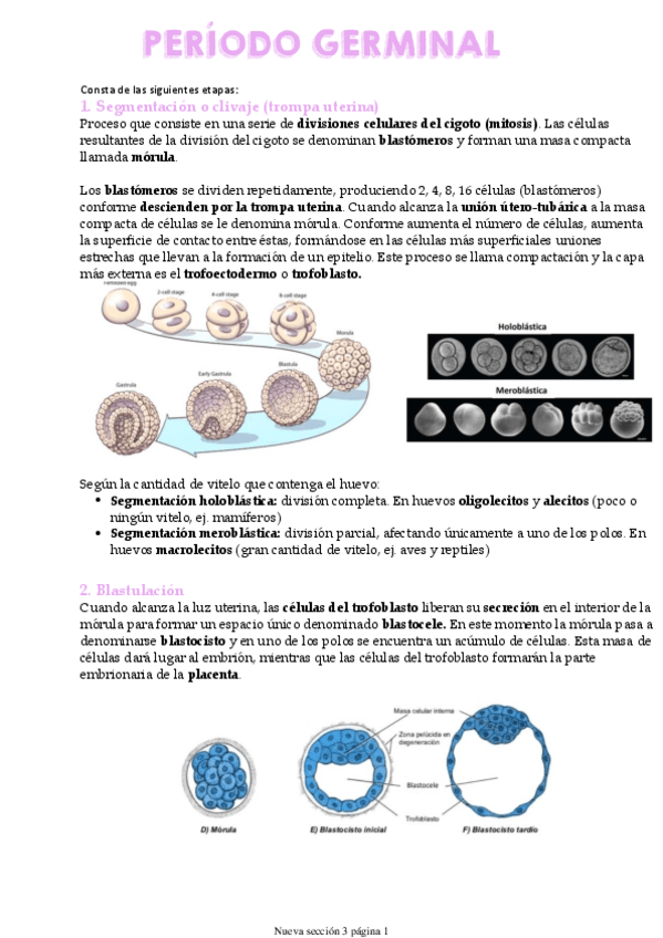 Miniatura del documento periodo-germinal-apuntes.pdf