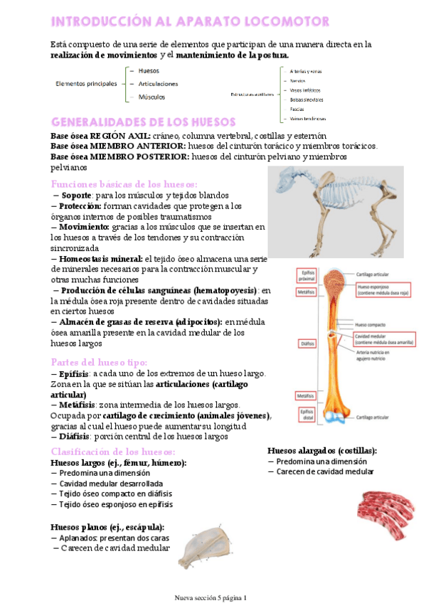Miniatura del documento aparato-locomotor.pdf
