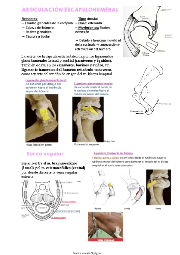 Miniatura del documento Miembro-toracico.pdf