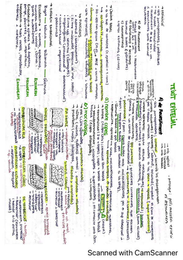 Miniatura del documento Resumen-Tejidos-BCT.pdf