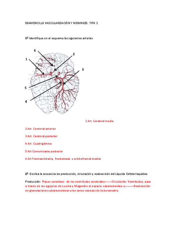 Miniatura del documento EXAMENCILLO-VASCULARIZACION-Y-MENINGES-corregido-copia.pdf