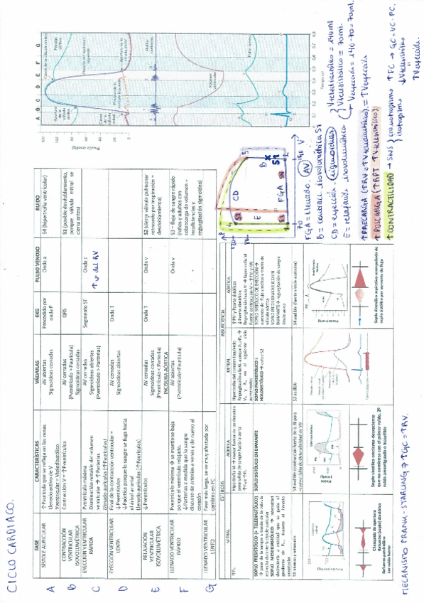 Miniatura del documento ciclo-cardiaco-y-valvulopatias.pdf