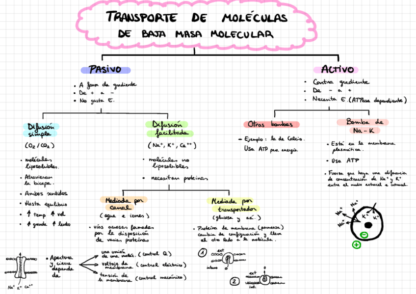 Miniatura del documento UT-2. Organización estructural y funcional del cuerpo humano.pdf